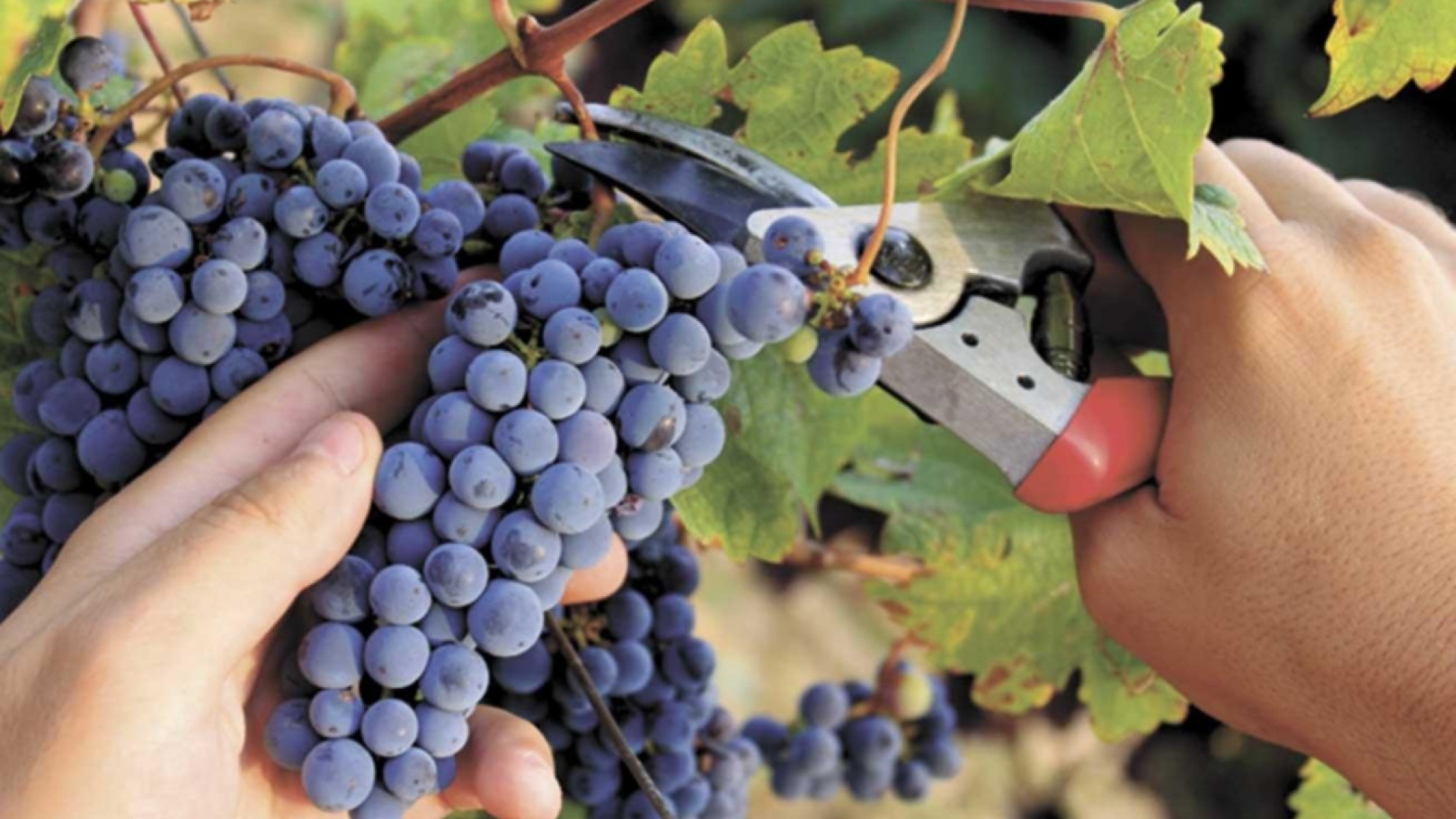 Mendoza fijó un piso para el precio de la uva Malbec y anunció el acompañamiento a industriales